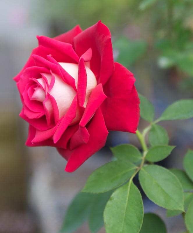 Фотография: Удивительно красивая роза сорта Osiria №8 - BigPicture.ru