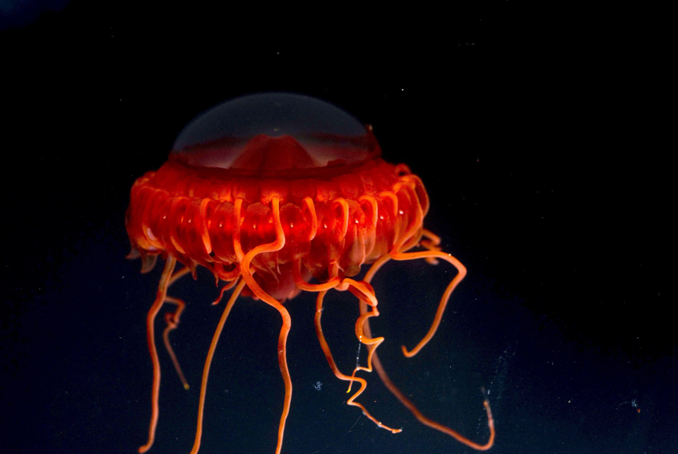 Фотография: Обитатели морских глубин №8 - BigPicture.ru