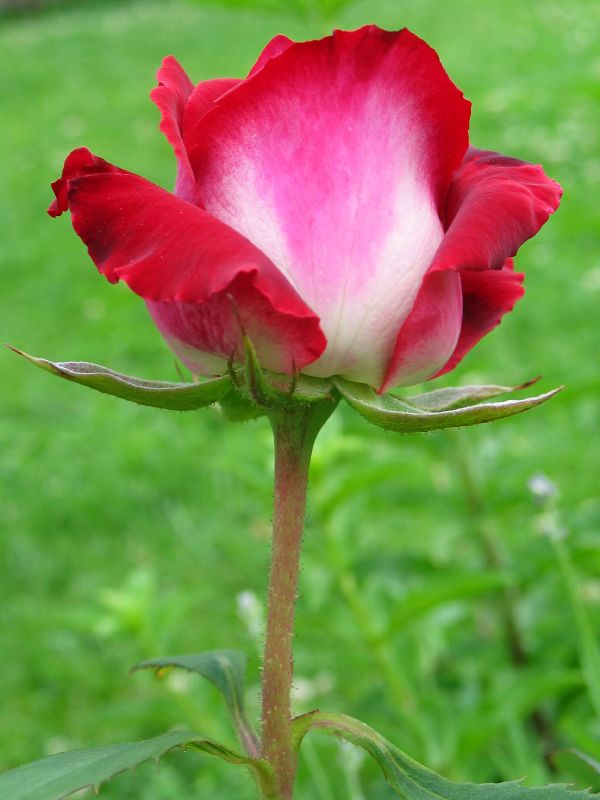 Фотография: Удивительно красивая роза сорта Osiria №3 - BigPicture.ru