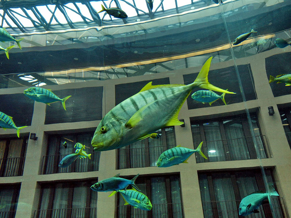 Фотография: Dom Aquaree — огромный аквариум в отеле Radisson Blu №8 - BigPicture.ru