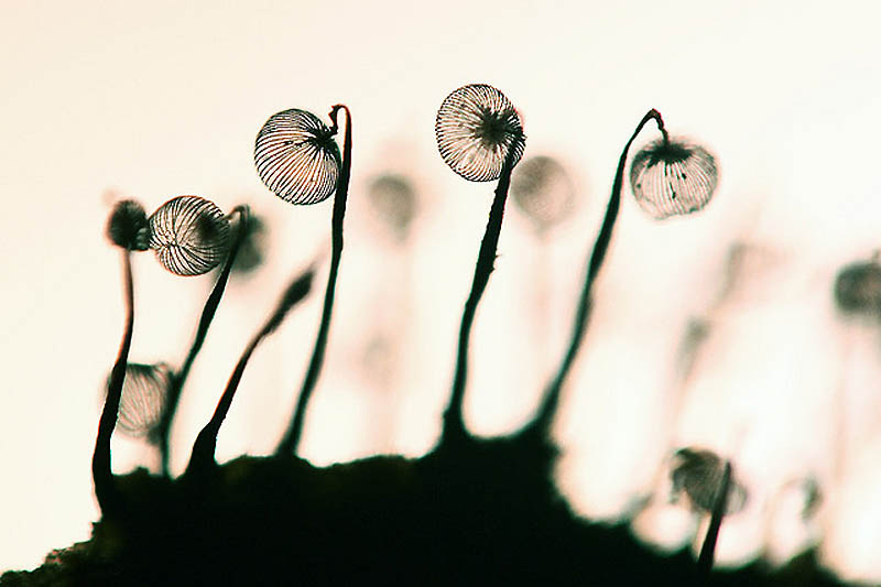 Фотография: Слизевые грибы №9 - BigPicture.ru