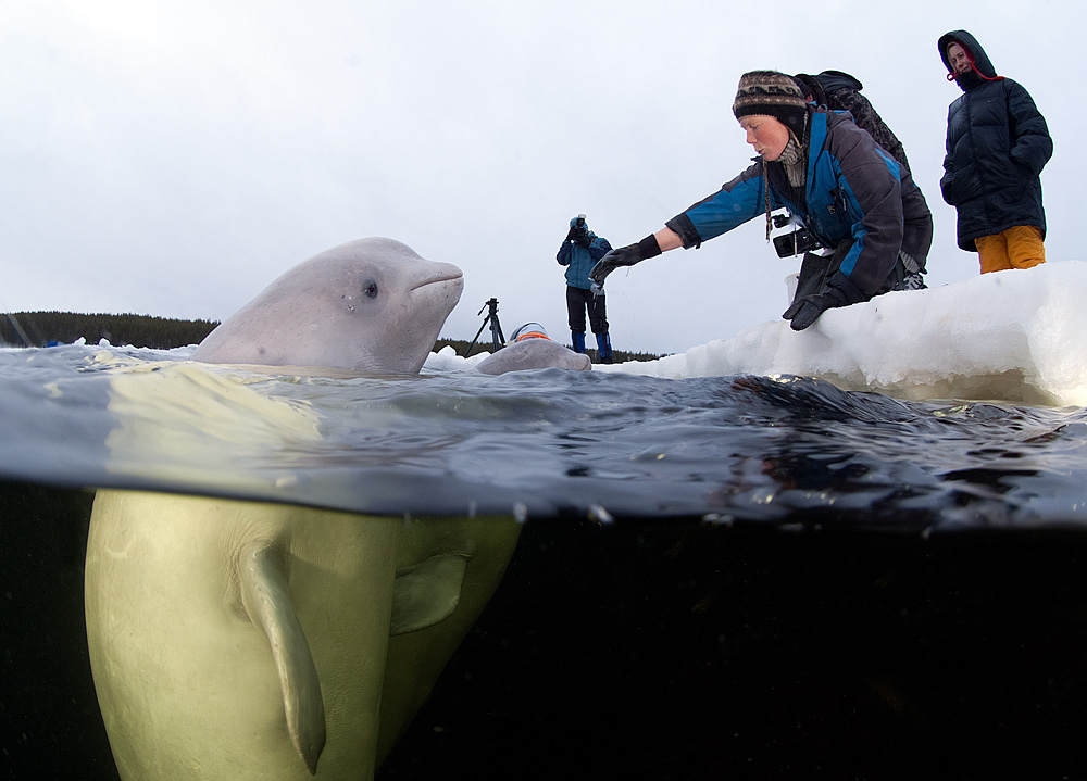 Фотография: Голая женщина в ледяной воде с китами №10 - BigPicture.ru