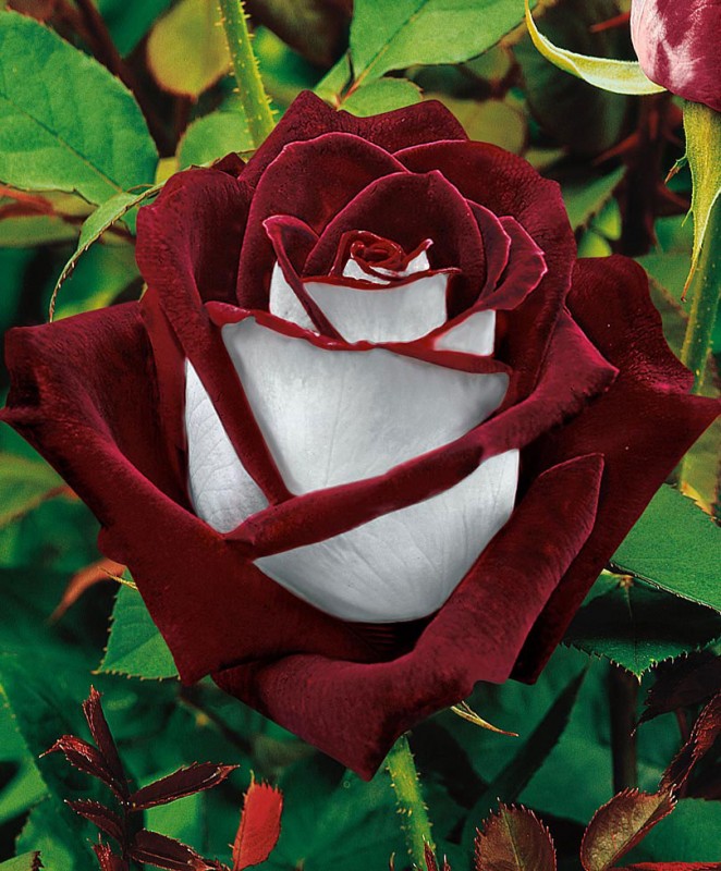 Фотография: Удивительно красивая роза сорта Osiria №9 - BigPicture.ru