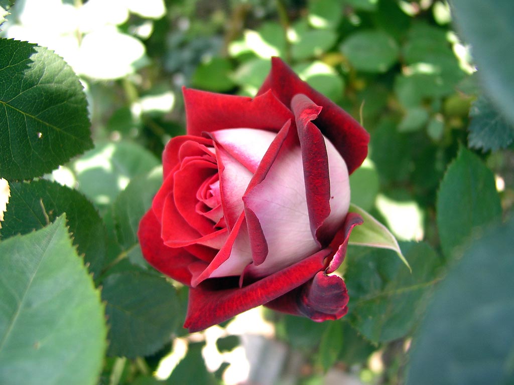 Фотография: Удивительно красивая роза сорта Osiria №11 - BigPicture.ru