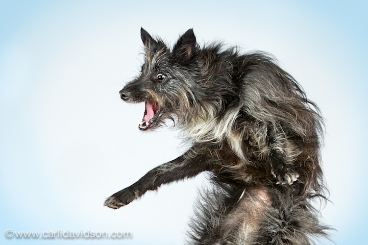 Фотография: Прыгающие собаки в новом проекте Карли Дэвидсон 