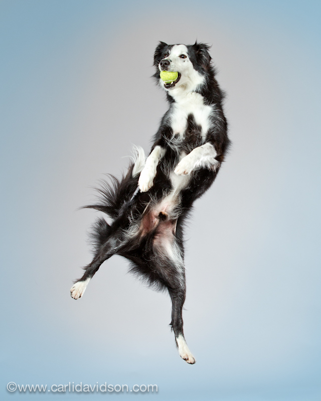Фотография: Прыгающие собаки в новом проекте Карли Дэвидсон 