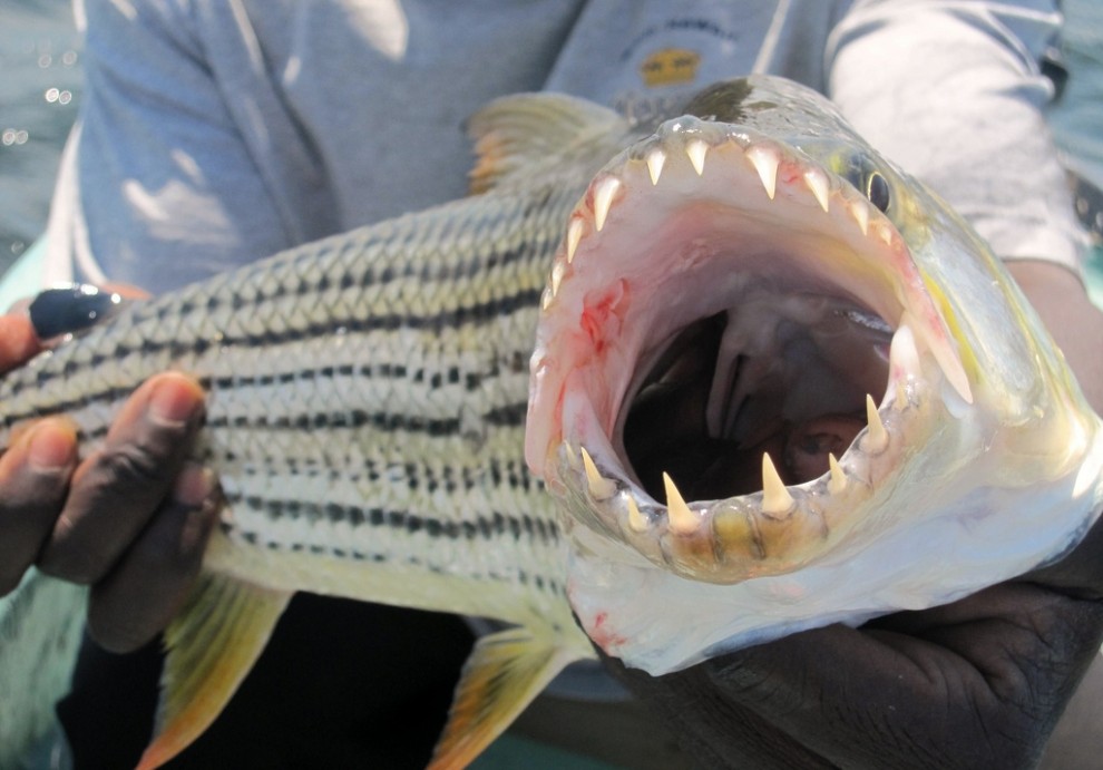 Водный монстр из Африки — тигровая рыба Голиаф