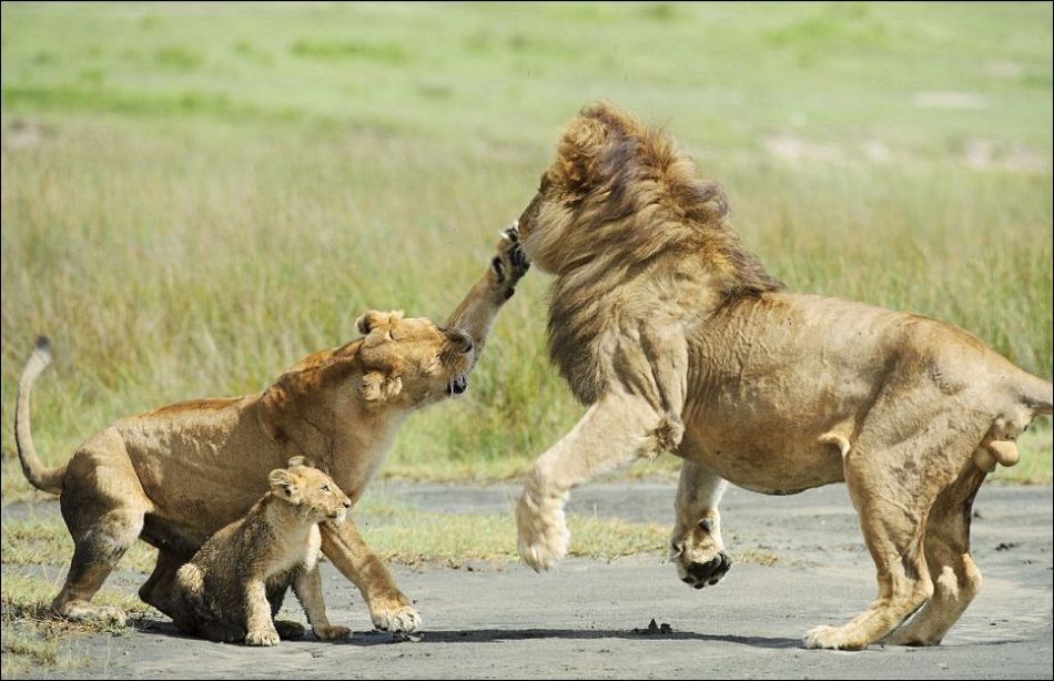 Удивительные и эмоциональные кадры — семейные разборки в львином прайде