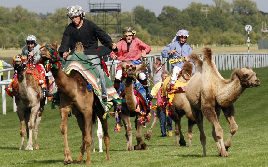 Фотография: Верблюды британской семьи Фоссетт №11 - BigPicture.ru