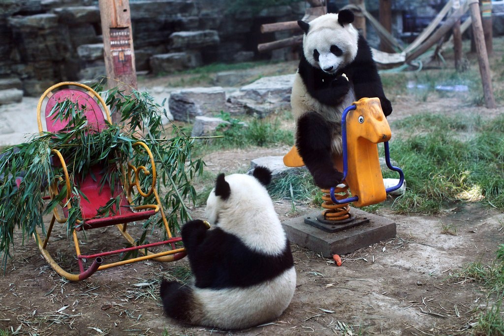 Фотография: Милые забавные панды №2 - BigPicture.ru