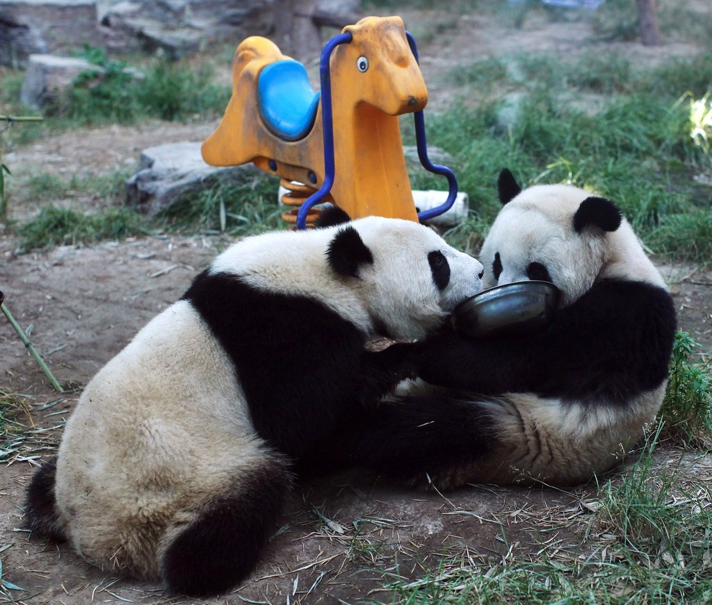 Фотография: Милые забавные панды №12 - BigPicture.ru