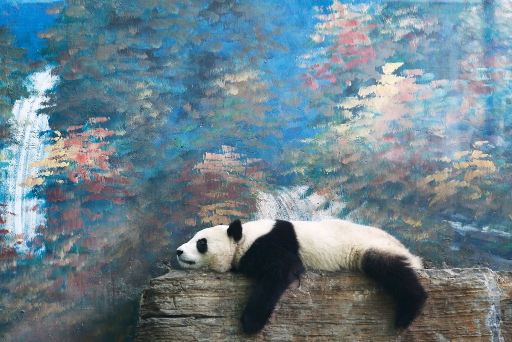 Фотография: Милые забавные панды №13 - BigPicture.ru