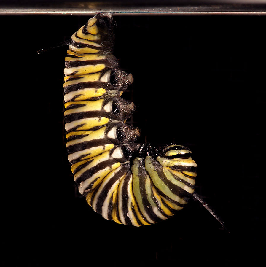 Фотография: Метаморфозы и рождение бабочки-монарха №14 - BigPicture.ru
