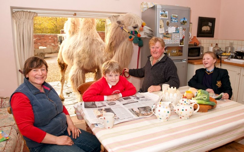 Фотография: Верблюды британской семьи Фоссетт №1 - BigPicture.ru
