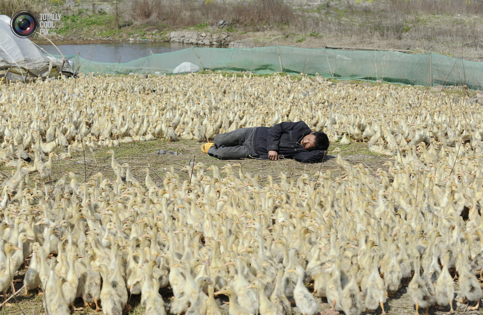 Фотография: Спящие красавицы и красавцы из Китая №16 - BigPicture.ru