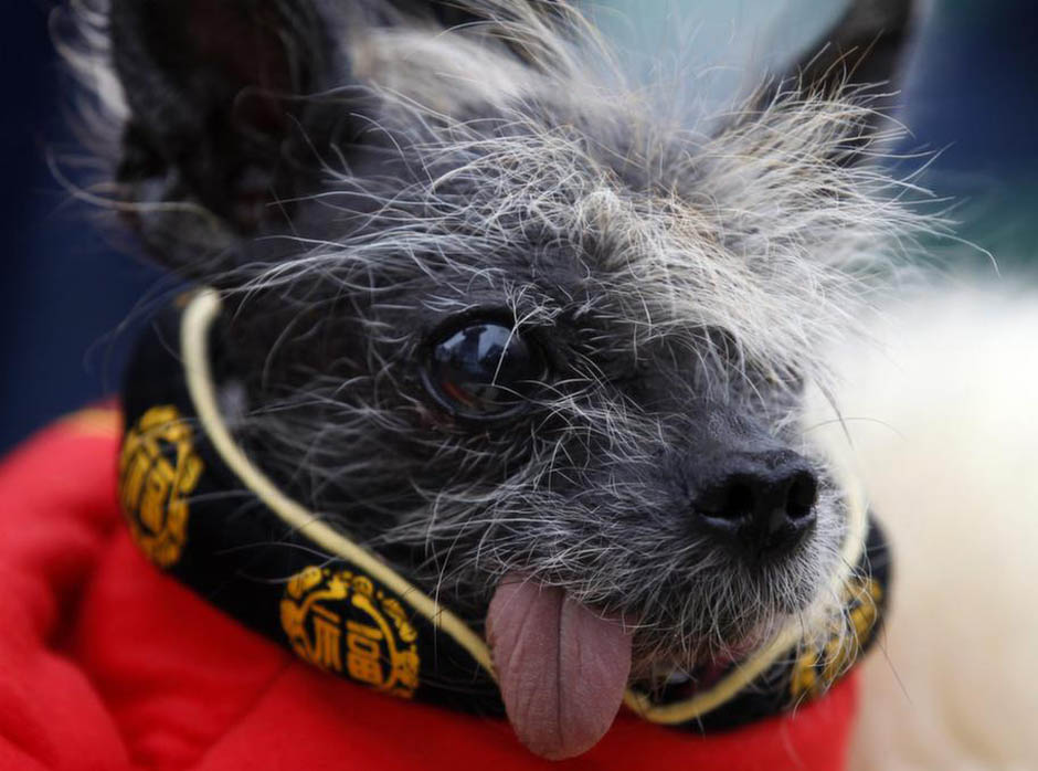 Фотография: Конкурс на самую уродливую собаку 2012 №16 - BigPicture.ru
