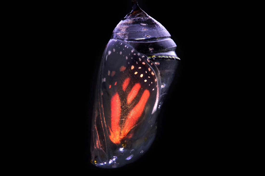 Фотография: Метаморфозы и рождение бабочки-монарха №17 - BigPicture.ru