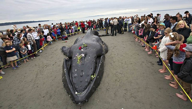 Еще одна жертва человека: молодой кит-горбач с нейлоновой леской во рту