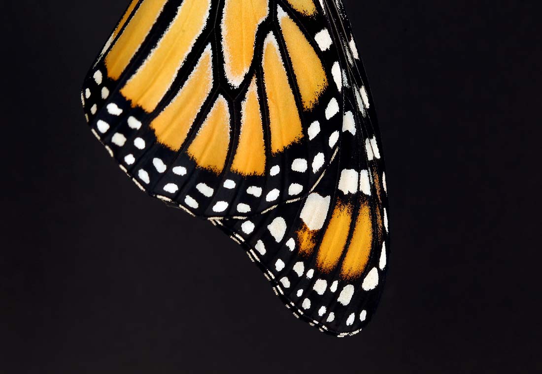 Фотография: Метаморфозы и рождение бабочки-монарха №23 - BigPicture.ru