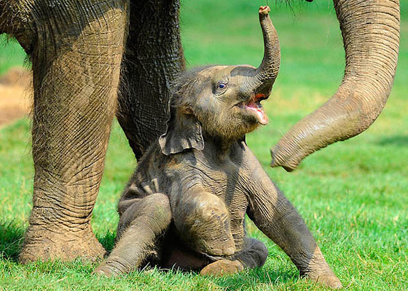 Фотография: Такие милые слонята №21 - BigPicture.ru