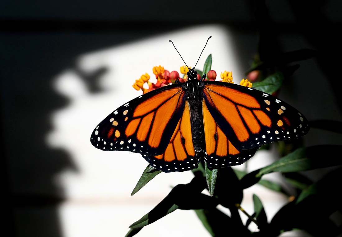 Фотография: Метаморфозы и рождение бабочки-монарха №24 - BigPicture.ru