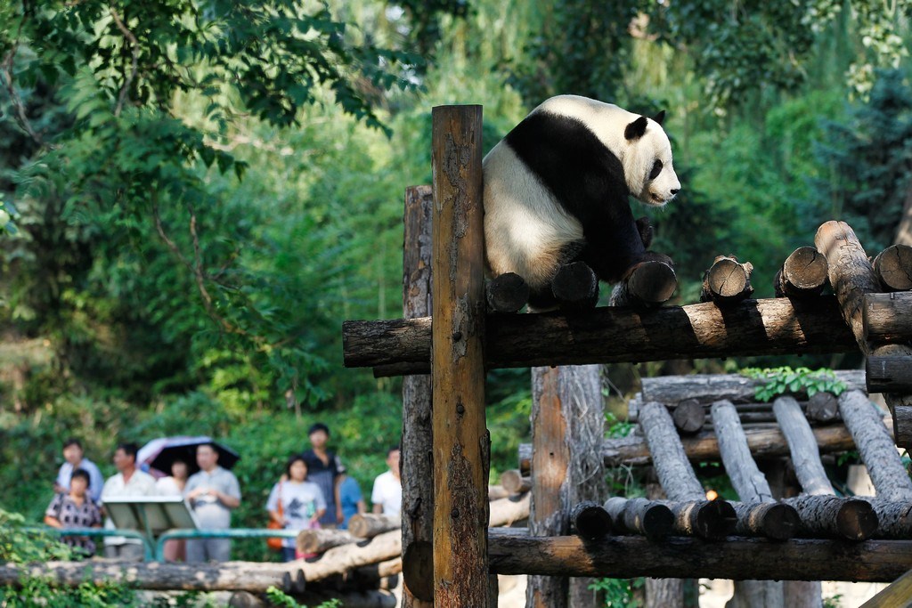 Фотография: Милые забавные панды №3 - BigPicture.ru