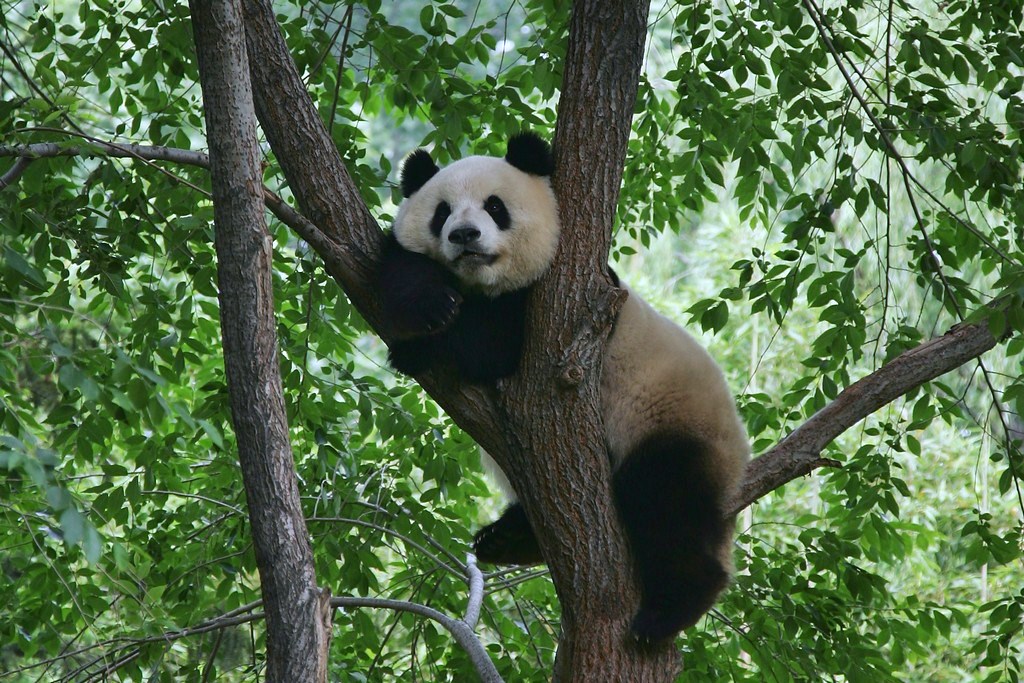 Фотография: Милые забавные панды №4 - BigPicture.ru