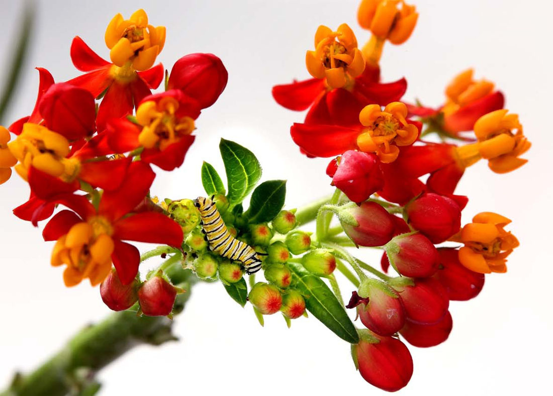 Фотография: Метаморфозы и рождение бабочки-монарха №5 - BigPicture.ru