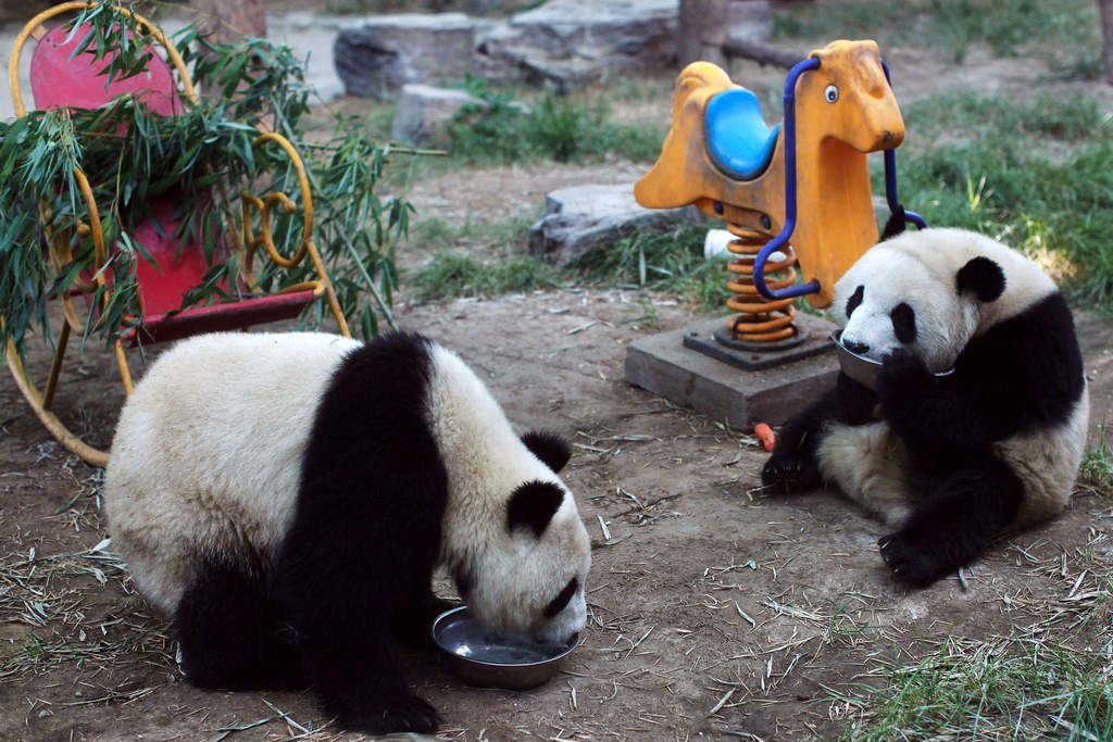 Фотография: Милые забавные панды №7 - BigPicture.ru