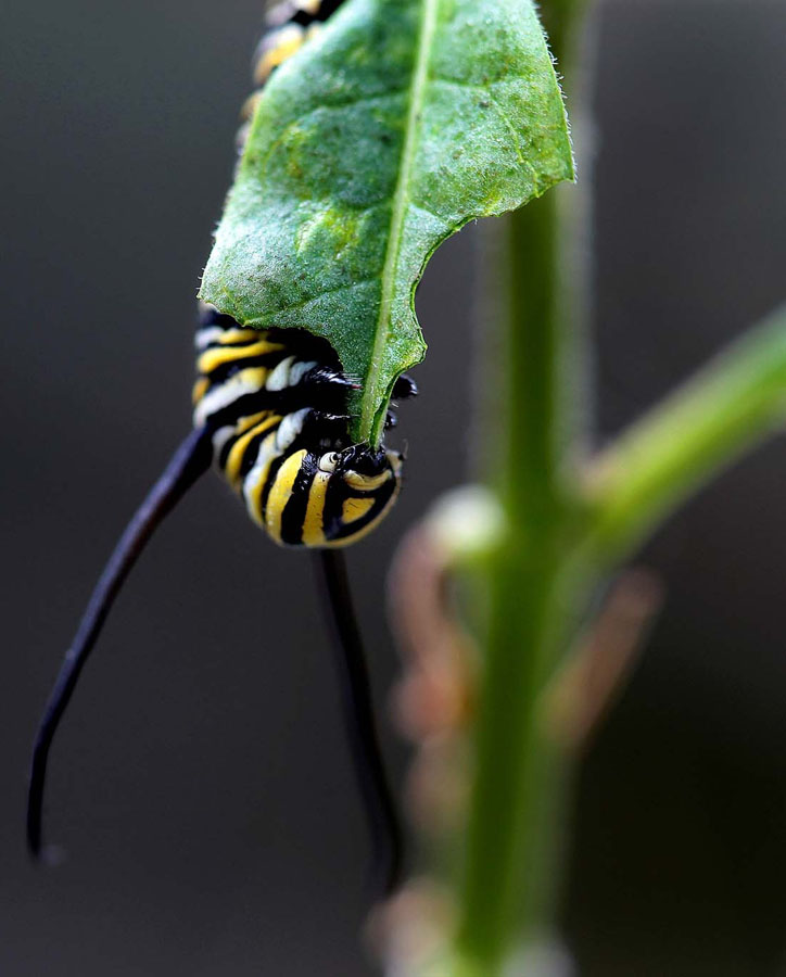 Фотография: Метаморфозы и рождение бабочки-монарха №9 - BigPicture.ru