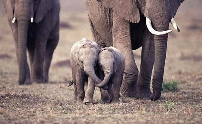 Фотография: Такие милые слонята №9 - BigPicture.ru