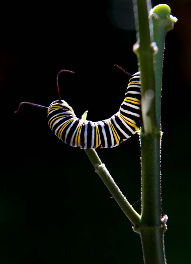 Фотография: Метаморфозы и рождение бабочки-монарха №10 - BigPicture.ru