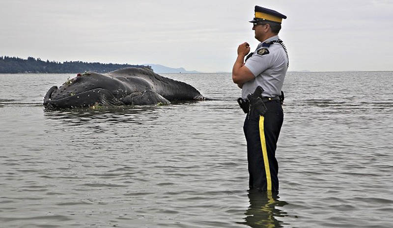 Фотография: Еще одна жертва человека: молодой кит-горбач с нейлоновой леской во рту №10 - BigPicture.ru