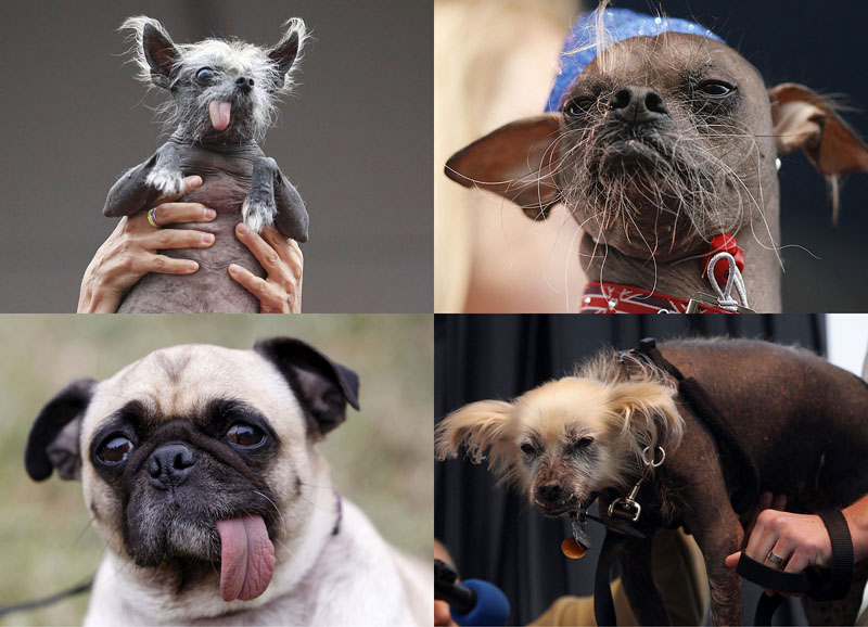 Конкурс на самую уродливую собаку 2012