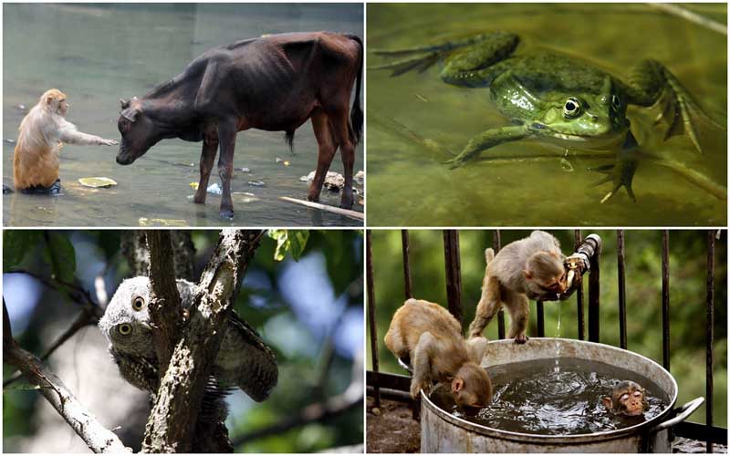 Фото животных, сделанных на прошлой неделе в разных уголках планеты