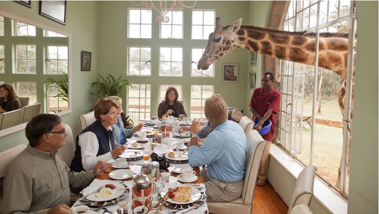 Обед с жирафами Ротшильда