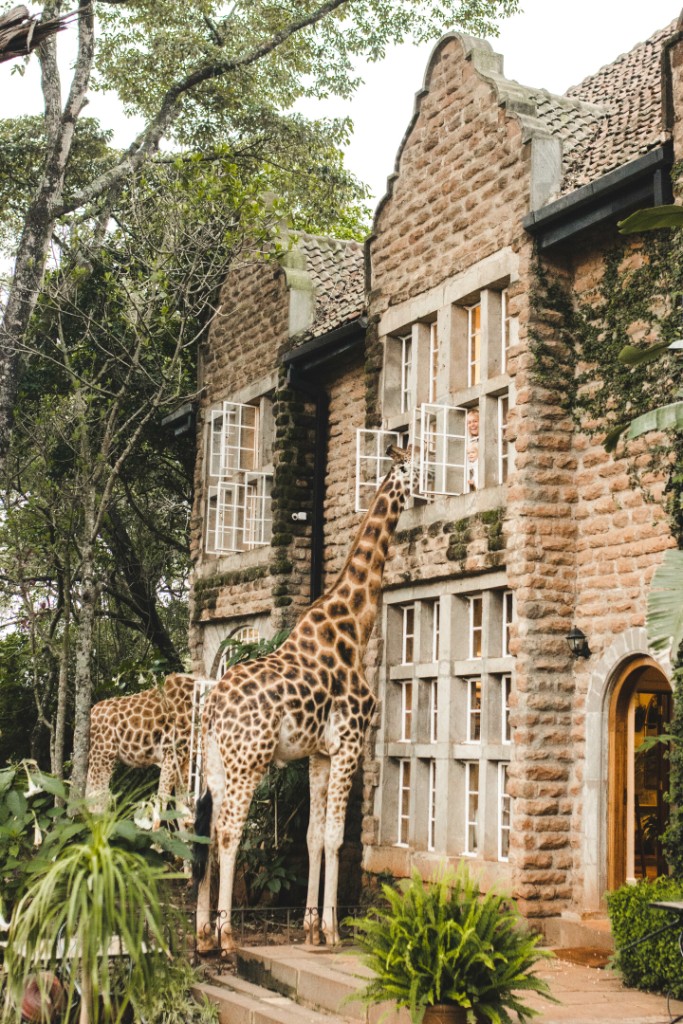 Уникальный отель Giraffe Manor предлагает обеды с жирафами