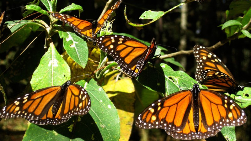 Фотография: Миграция бабочек-монархов №3 - BigPicture.ru