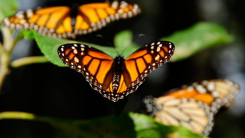 Фотография: Миграция бабочек-монархов №4 - BigPicture.ru