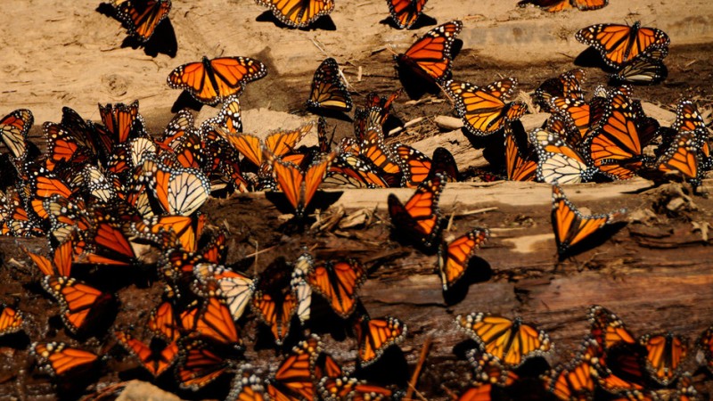 Фотография: Миграция бабочек-монархов №5 - BigPicture.ru
