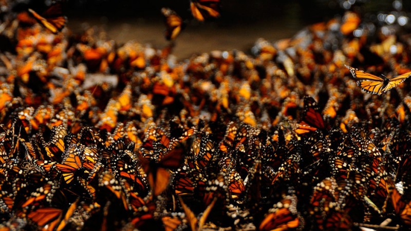 Фотография: Миграция бабочек-монархов №6 - BigPicture.ru