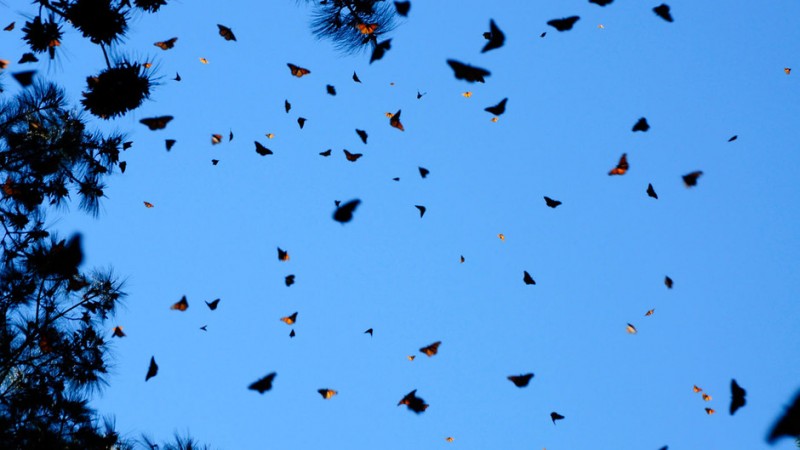 Фотография: Миграция бабочек-монархов №8 - BigPicture.ru