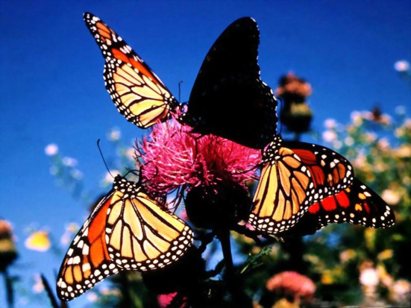 Фотография: Миграция бабочек-монархов №9 - BigPicture.ru