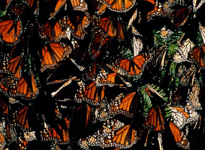 Фотография: Миграция бабочек-монархов №10 - BigPicture.ru