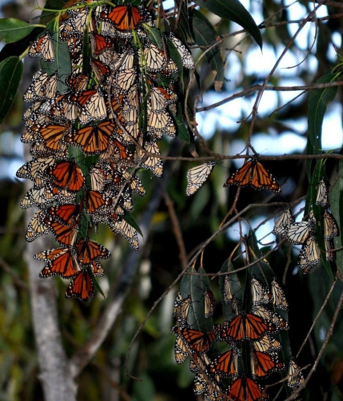 Фотография: Миграция бабочек-монархов №11 - BigPicture.ru