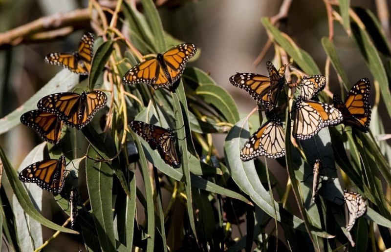 Фотография: Миграция бабочек-монархов №12 - BigPicture.ru
