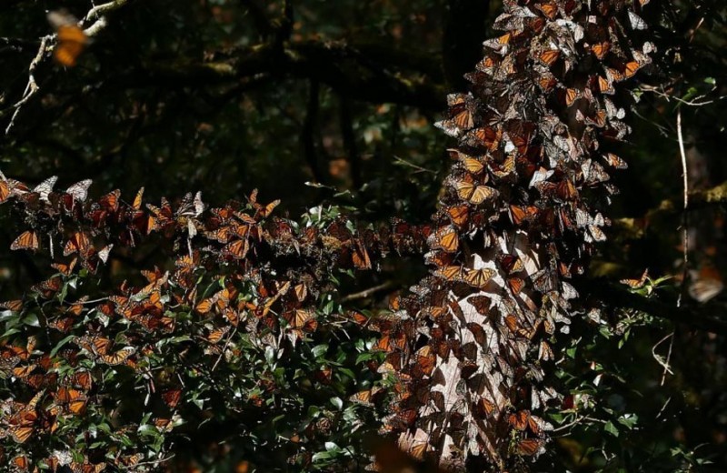 Фотография: Миграция бабочек-монархов №13 - BigPicture.ru
