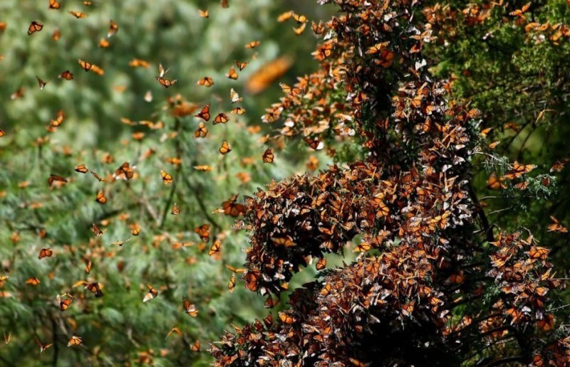 Фотография: Миграция бабочек-монархов №14 - BigPicture.ru