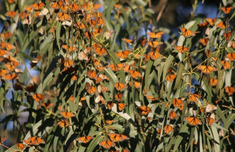 Фотография: Миграция бабочек-монархов №16 - BigPicture.ru