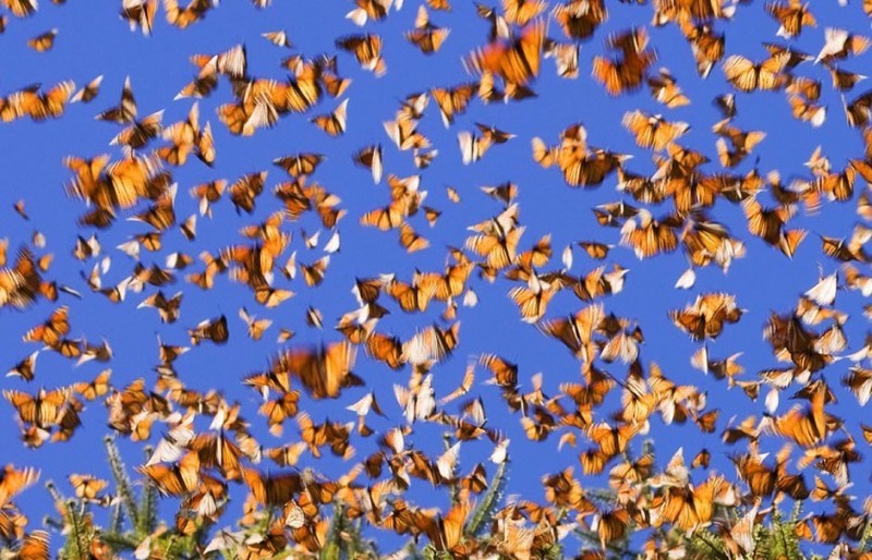 Фотография: Миграция бабочек-монархов №18 - BigPicture.ru
